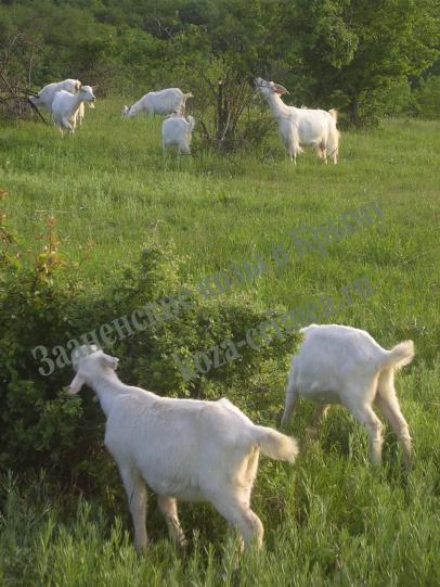 Зааненские козы на пастбище